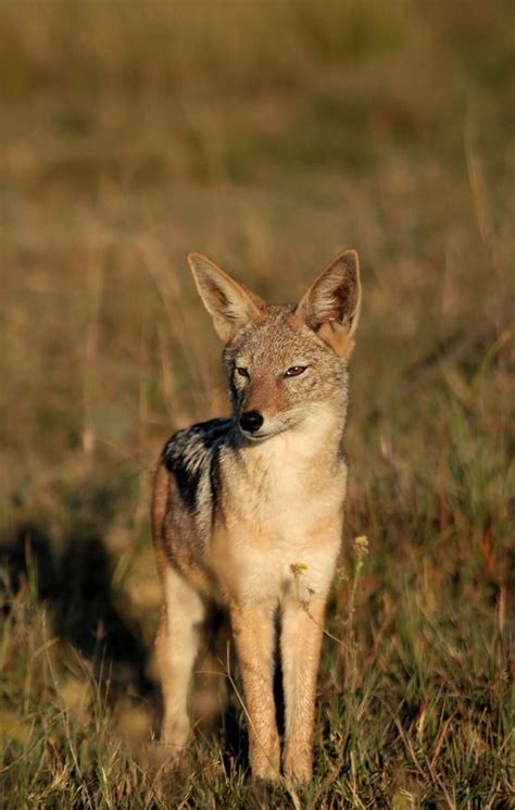 Jackals are so sofistocated | Jackal, Wild dogs, Animals wild
