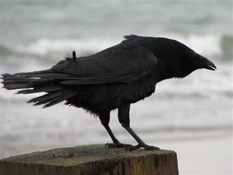 Crow Crow Displaying On A Beach On The Isle Of Wight Danny Chapman
