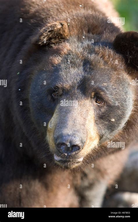 Black Bear Ursus Americanus Close Up Portrait Of Large Adult Male
