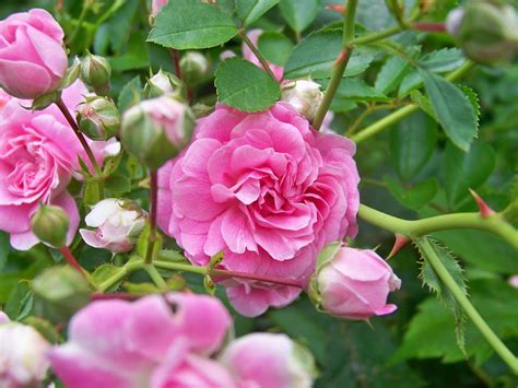 Wild Roses Bush Free Photo Download Freeimages