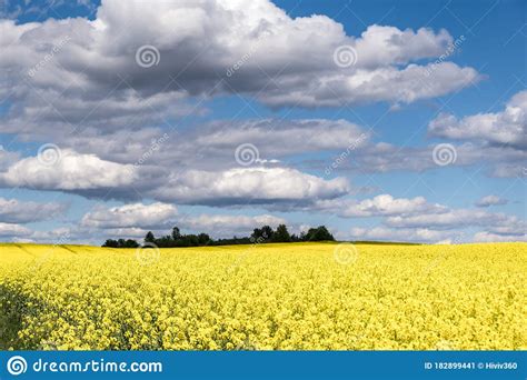 Field Of Beautiful Springtime Golden Flower Of Rapeseed With Blue Sky