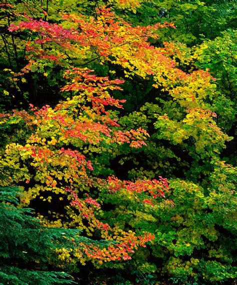Vine Maple Fall Colors Photograph By Tim Rayburn Fine Art America