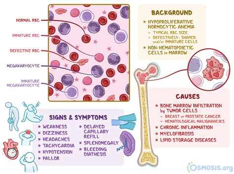 What Causes A Low Hematocrit And Hemoglobin Agilesenturin