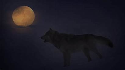 Wolf Moon Howl Gifs Howling Google Wolves