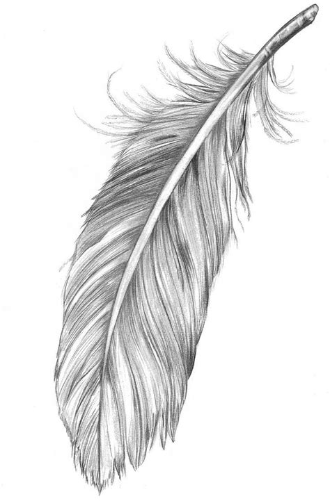 Pin By Cushla Mckerchar On Artists That Inspire Feather Drawing