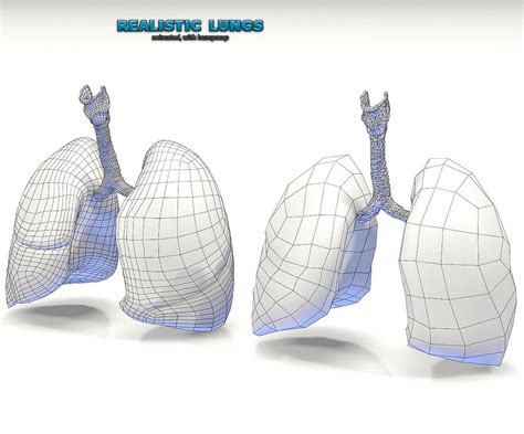 Realistic Lungs Animated 3d Model 10 C4d 3ds Obj Fbx Dxf