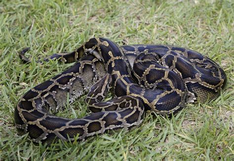 106 Burmese Pythons Captured In Florida Hunt Cbs News