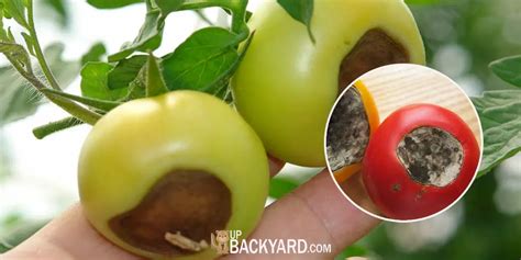 What Causes Black Spots On Tomatoes Heres The Answer