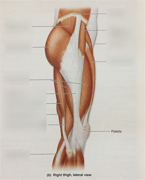 Muscles Thigh Lateral View Diagram Quizlet