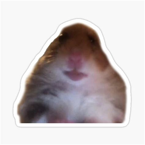 Pegatina Hamster Facetime Meme De Antisold Redbubble