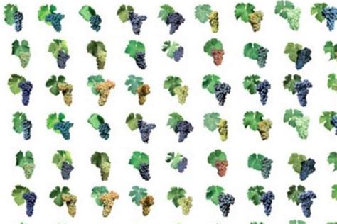 13 Grape Varieties Cover One Third Of Global Vineyard Acreage