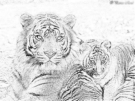 Dessin Tigre Bébé Avec Coloriage Bébé Tigre