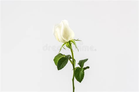 White Rose Stock Image Image Of Floral Petal Perfume 49483047