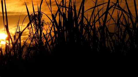 Nature Sunset Grass Lake Reeds Wallpaper Hd Wallpapers13com Images