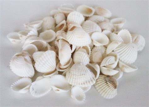White Arca Seashells Bulk Craft Shells Beach Wedding Decor