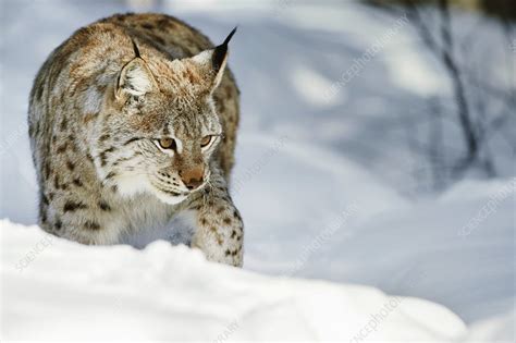 Eurasian Lynx In Snow Stock Image C0180861 Science Photo Library