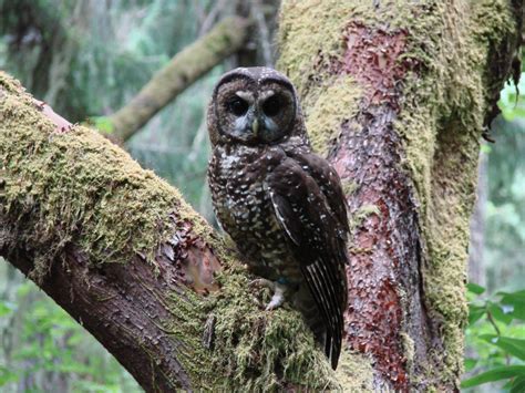 Northern Spotted Owl Population Continues To Decline Birdseye Nature Apps