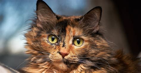 How To Spot The Difference Between Calico And Tortie Cats
