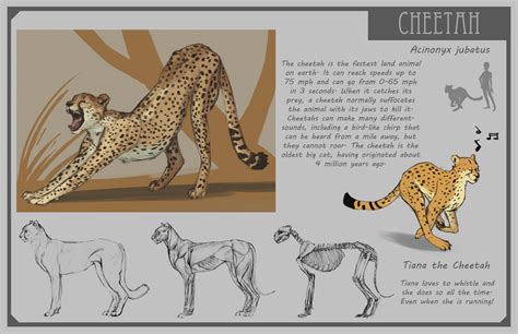 Chelsea Loren Edwards Sketchblog Cheetah Cheetah Cheater