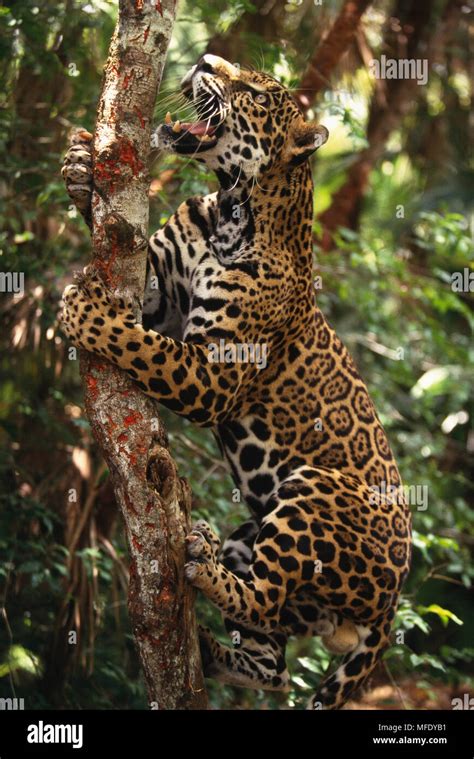 Jaguar Climbing Tree Panthera Onca Belize Zoo Stock Photo Alamy