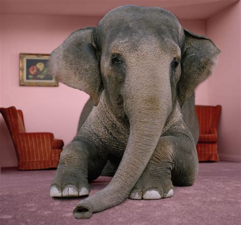 Surreal Elephant Galerie Prints Premium Photographic Prints