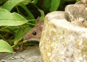 They are attracted to the warmth of the pilot lights, the food crumbs left in the stove, and the proximity to other food in the kitchen. 10 Facts about Mice to Help You Get Rid of Them