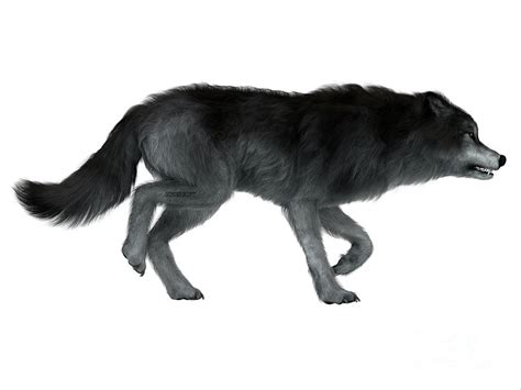 Dire Wolf Side Profile Digital Art By Corey Ford