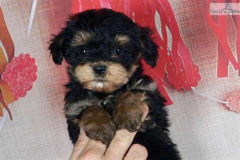 Baron Malti Poo Maltipoo Puppy For Sale Near Fort Wayne Indiana