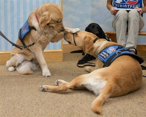 Patriot Paws Service Dogs Dogs Service Dogs Working Dogs