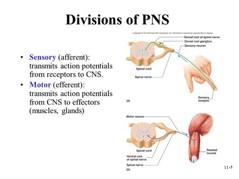 Motor Neurons Of The Somatic Nervous System Pikolyourself