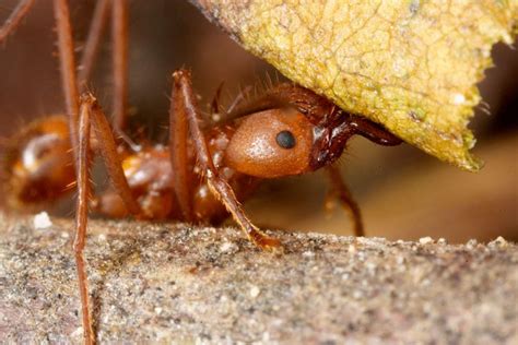 How Leaf Cutter Ants Farm A Moment Of Science Indiana Public Media