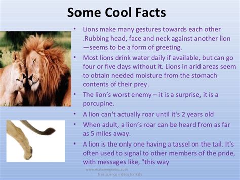 As your child grows, he will be exposed to wild you may also want to help your child develop a keen interest in the world around. All about lions 30 fun ,interesting facts for kids ppt.