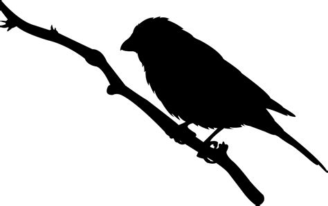 House Finch On Branch Silhouette Free Vector Silhouettes
