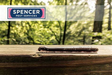 Spencer Pest Services Pest Control And Exterminator Serviceswhat Is A