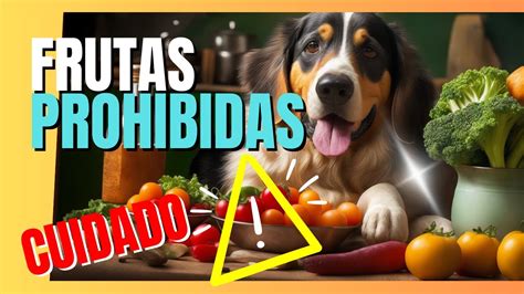 ¡frutas Para Perros ¡descubre Las Recomendadas Y Las Prohibidas Youtube