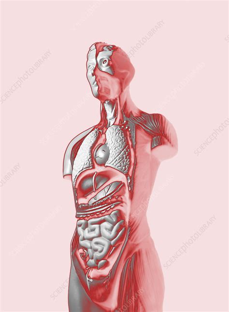 Sectioned Human Body Illustration Stock Image P8800129 Science