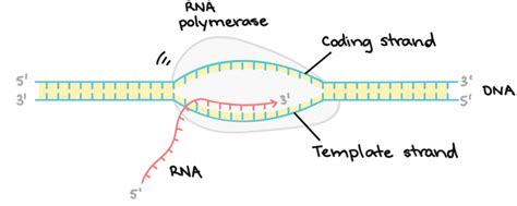 Transcription Biology Diagram