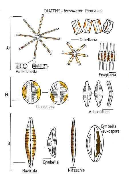 Diatoms Freshwater Pennales Diatom Microscopic Photography Biology