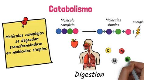Metabolismo Celular 1 El Metabolismo Anabolismo Y Hot Sex Picture