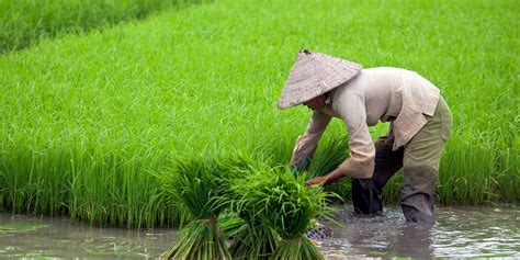 Rice Picking Cambodia