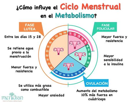 C Mo Influye El Ciclo Menstrual En Nuestro Metabolismo Meridian