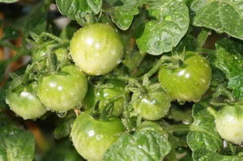 What are the signs of overwatering tomato plants?. What are the signs of overwatering tomato plants ...