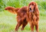 Irish Setter Dog Info, Puppies, Temperament, Mixes, Pictures