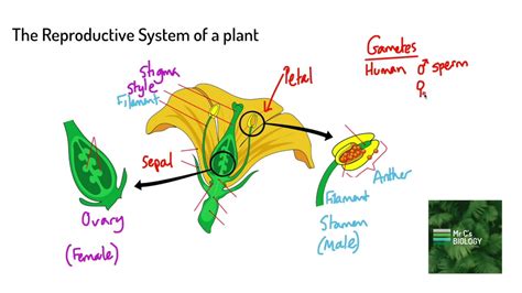 Plant Reproductive System Plants Biology Plants Teach