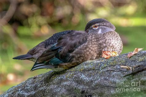 Wood Duck Sleeping Alertly Photograph By Richard Chasin