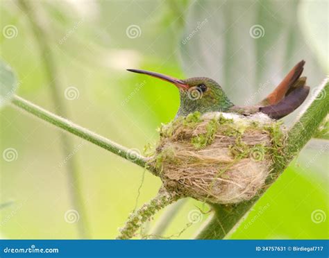 Rufous Tailed Hummingbird On Nest Stock Image Image Of Brown Nest