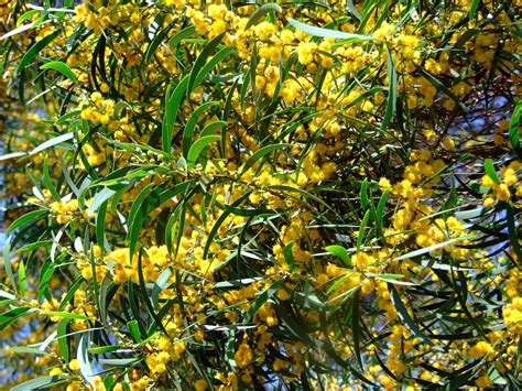 Acacia Confusa Images Useful Tropical Plants Erofound