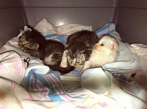 Kittens Separated From Mama Cat Wrap Themselves Around Their Little