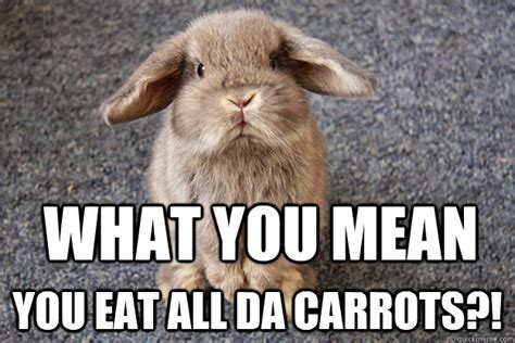 35 Most Funniest Rabbit Memes Graphics Pictures And S Picsmine