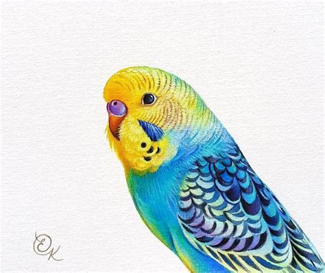 Rainbow Budgie Original Painting Parakeet Watercolour Colorful